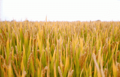 稻谷飘香迎丰年|尊时凯龙生产基地奏响丰收乐章